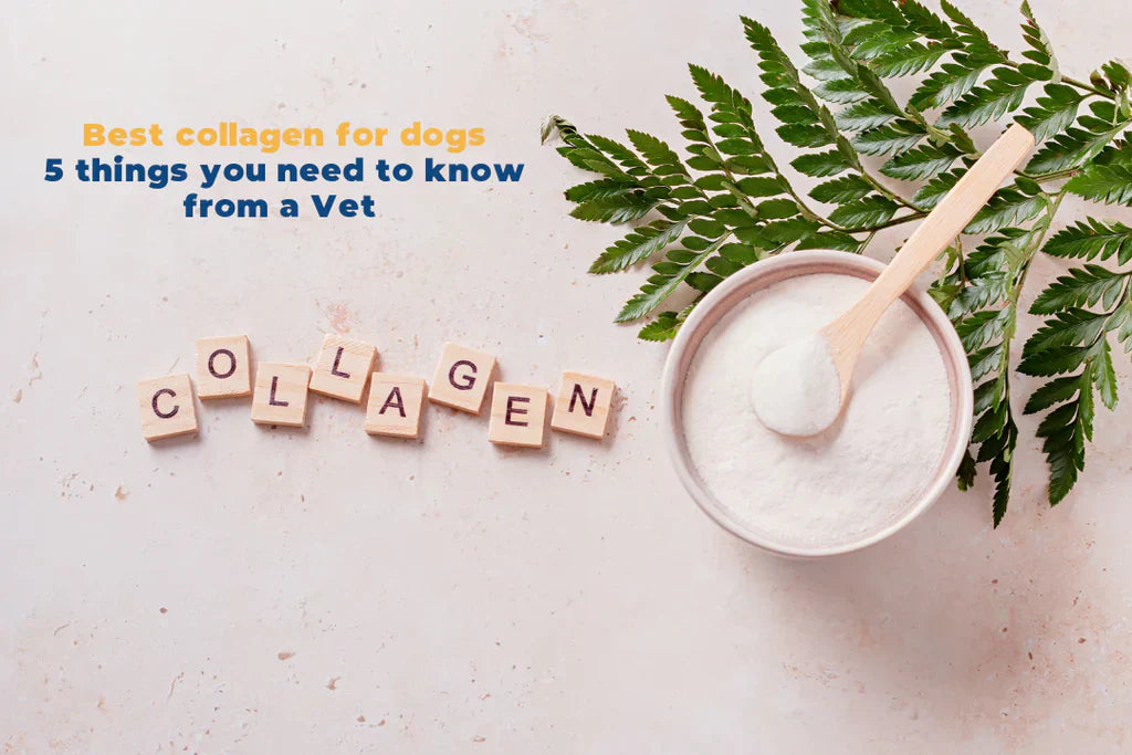 Best Collagen for Dogs