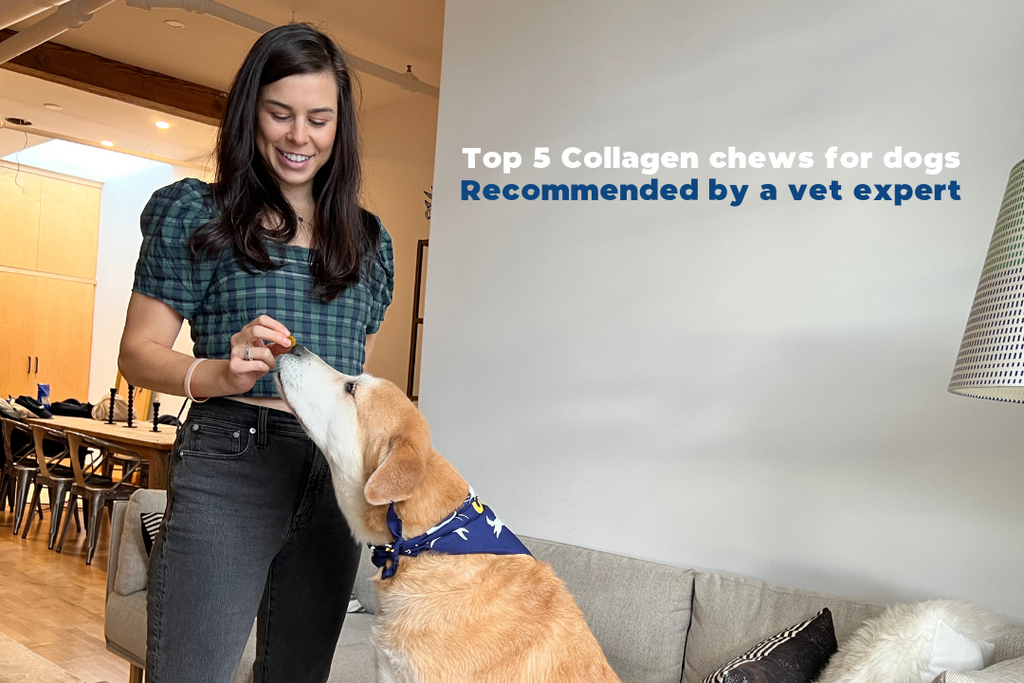 Top 5 Collagen Chews for Dogs 2023 - Recommended by a Vet Expert 