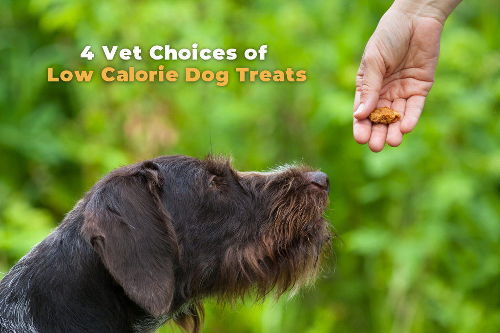 4 Vet Choices of Low-Calorie Dog Treats - 2023