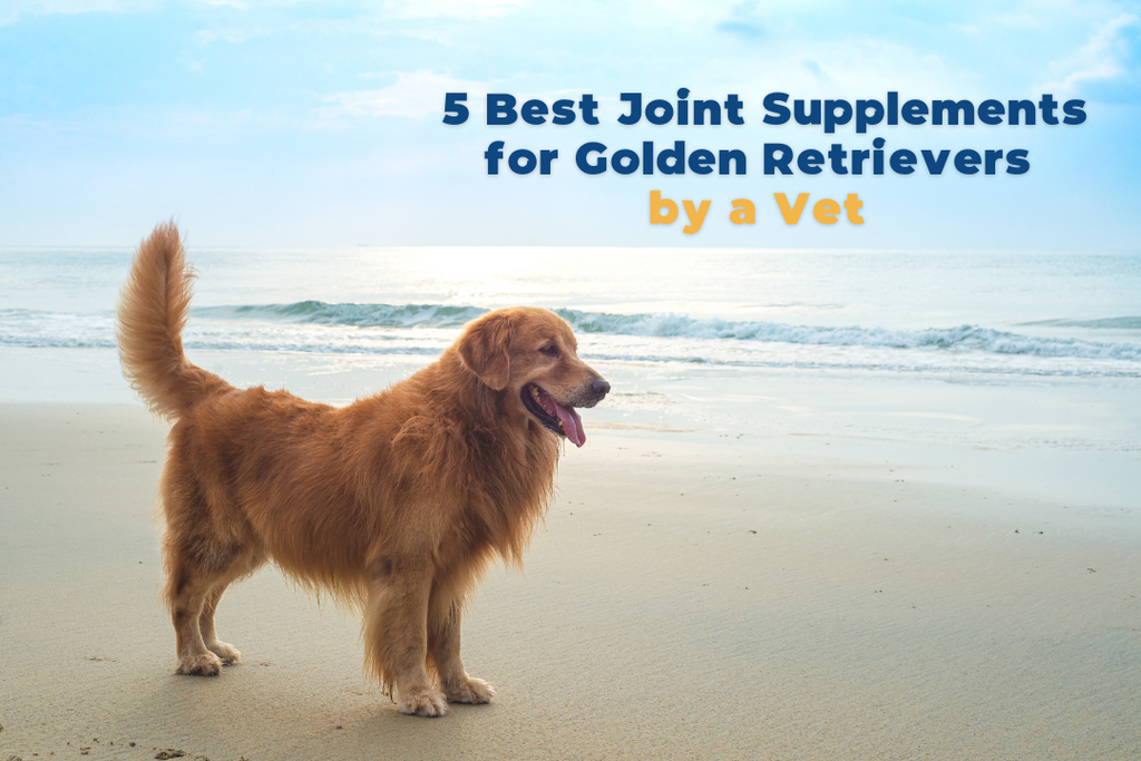 5 Best Joint Supplements for Golden Retrievers by a Vet - 2023 Update