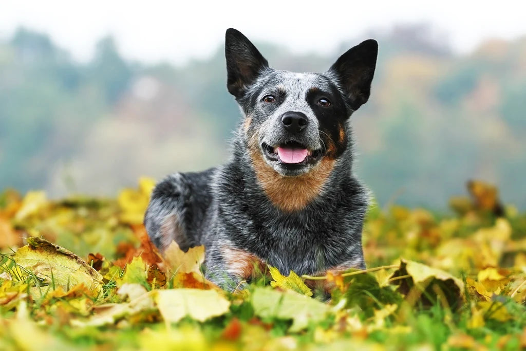 5 tips to take the best picture of your pup