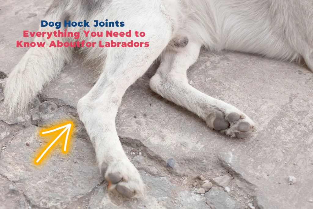 Dog Hock Joints - Everything You Need to Know About