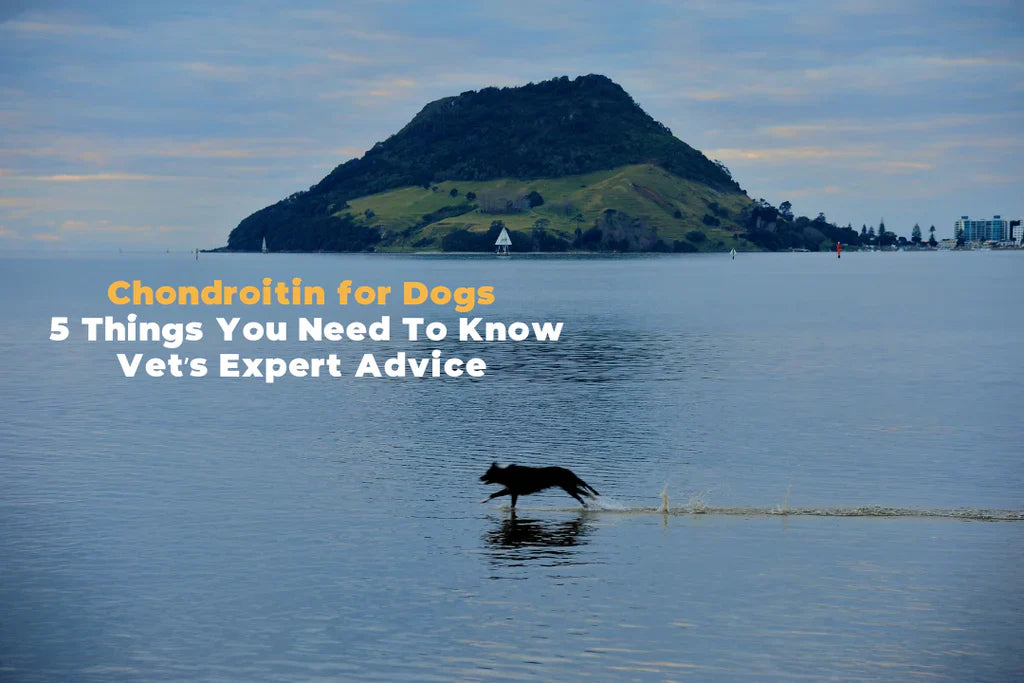 Chondroitin for Dogs - 5 Things You Need To Know - Vet’s Expert Advice 