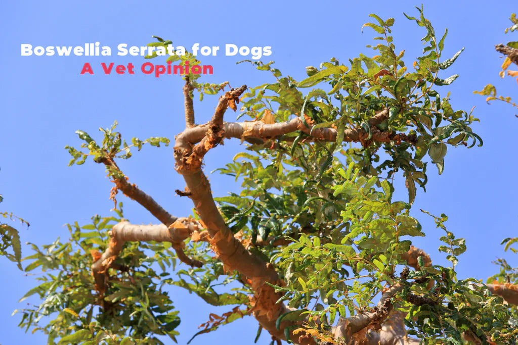 Boswellia serrata for dogs
