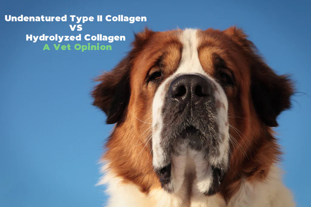Undenatured Type II Collagen VS Hydrolyzed Collagen – A Vet's Opinion