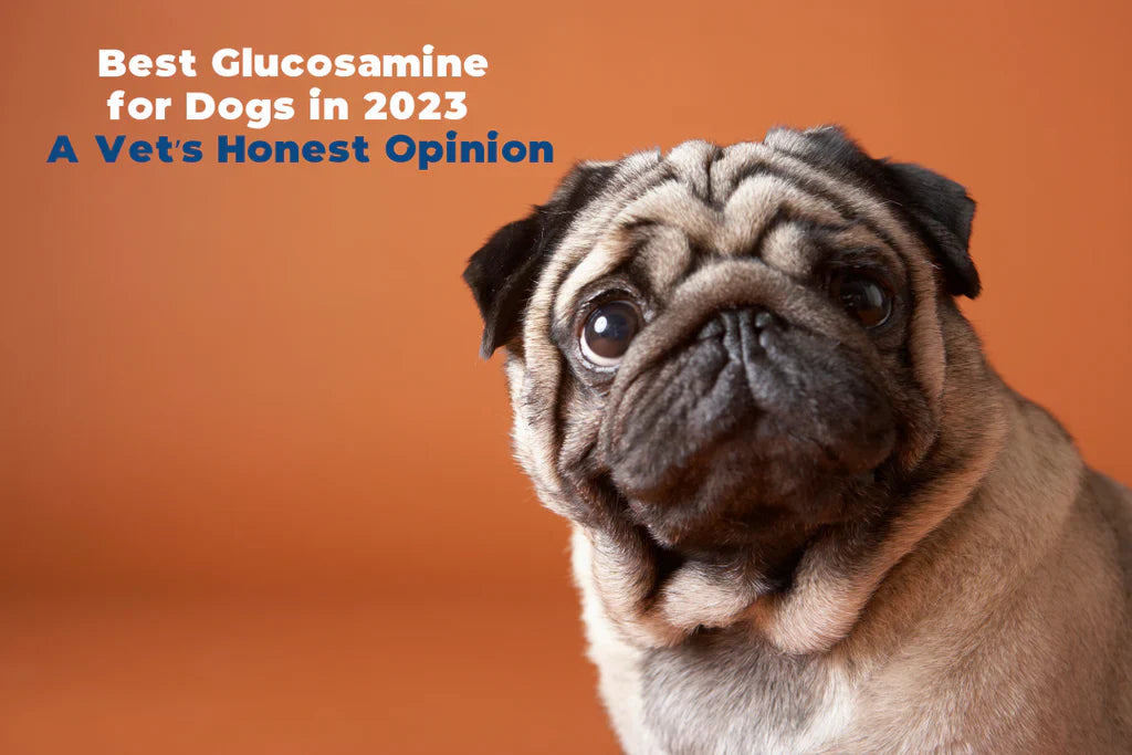 Best Glucosamine for Dogs in 2024