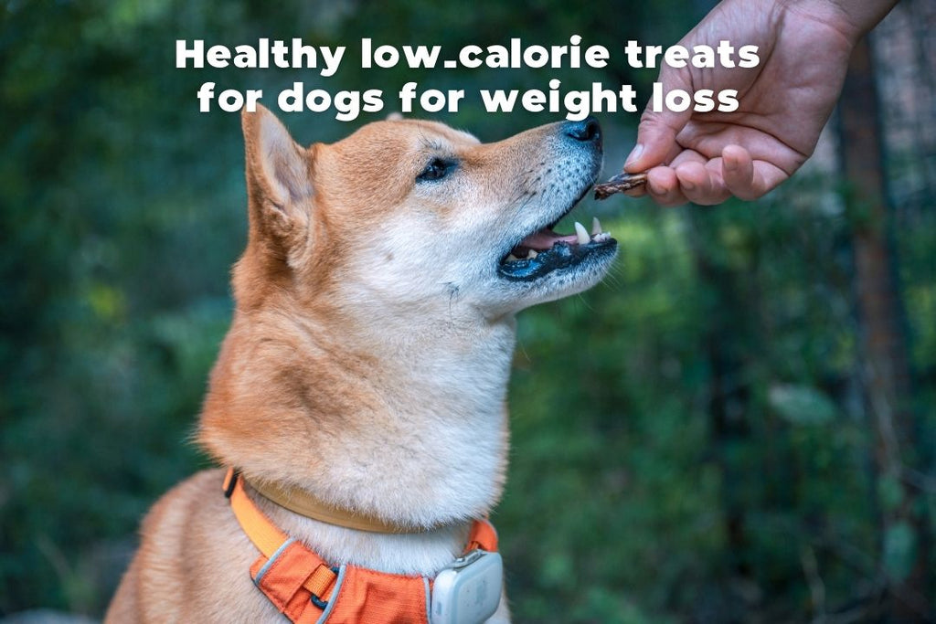 Healthy low-calorie treats for dogs for weight loss