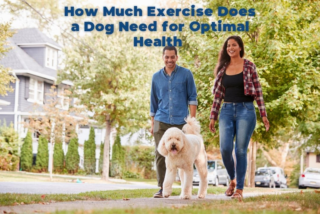How Much Exercise Does a Dog Need
