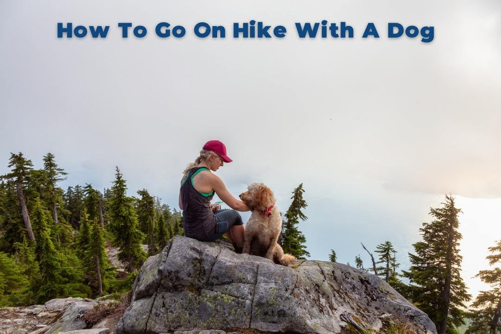 Dog hiking