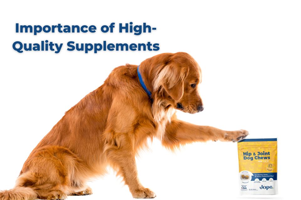 Importance of High-Quality Supplements for dogs, when to start give vitamins to dog