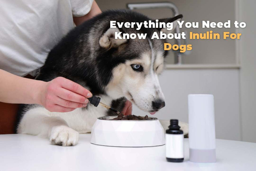 Insulin For Dogs