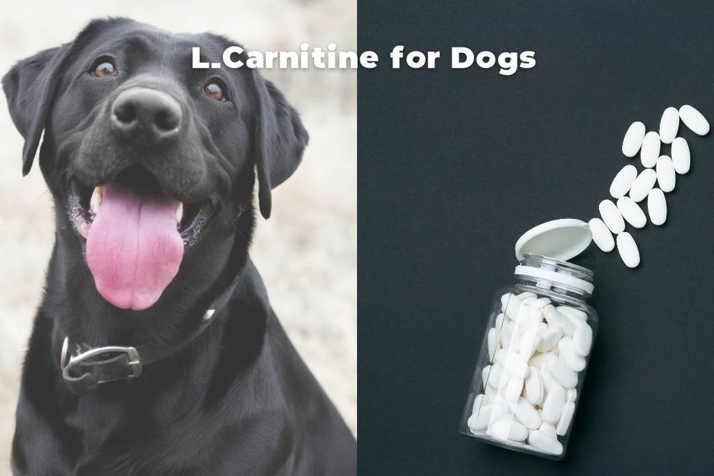 L-Carnitine for Dogs