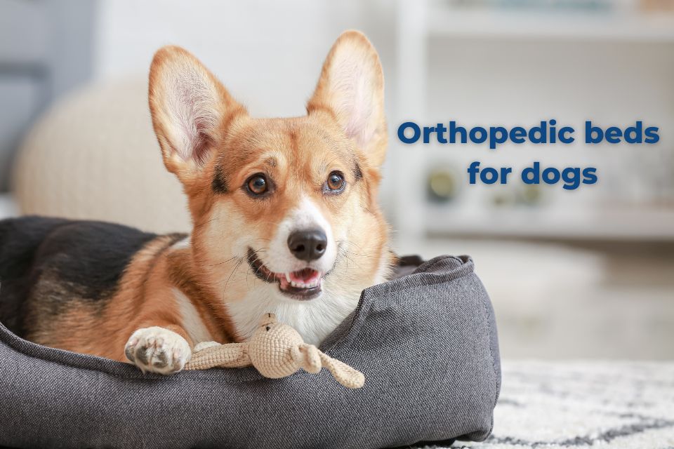 Orthopedic beds for dogs, how to choose Orthopedic beds for dogs