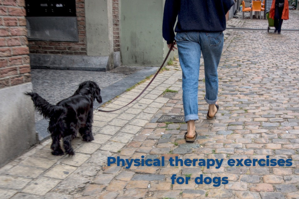 Physical therapy exercises for dogs