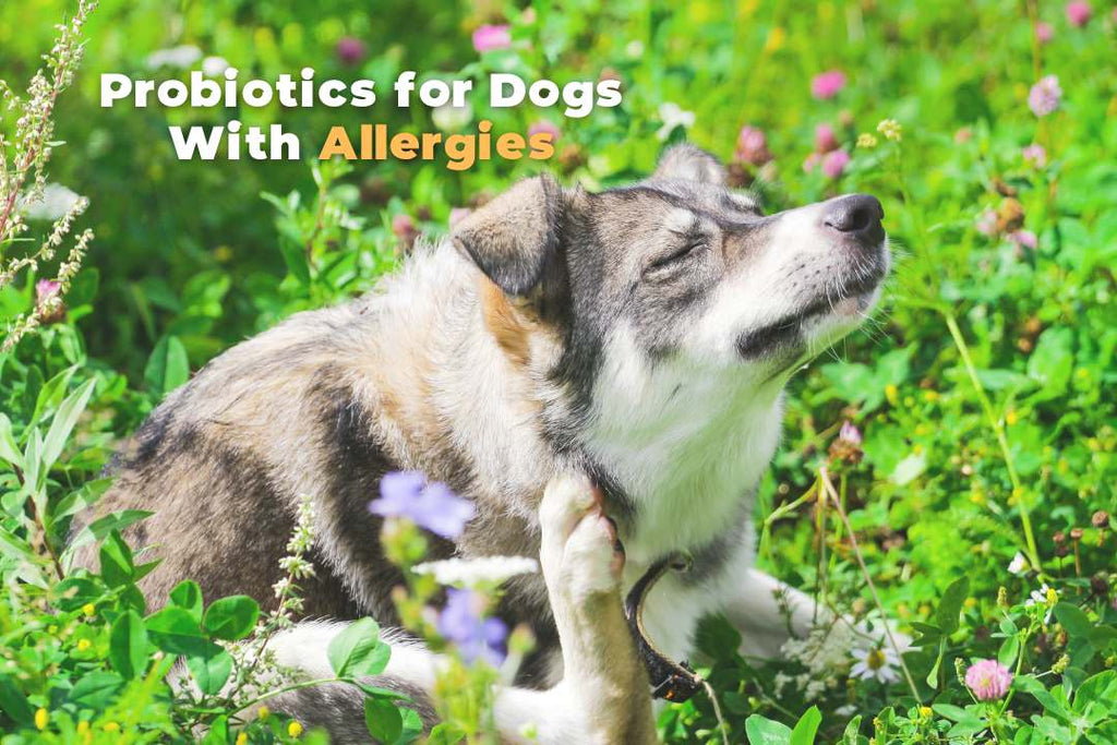 Probiotics for Dogs With Allergies