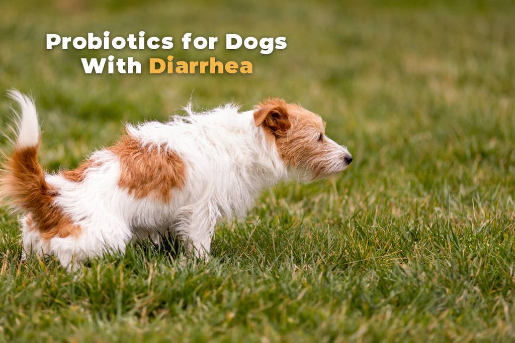 Probiotics for Dogs With Diarrhea