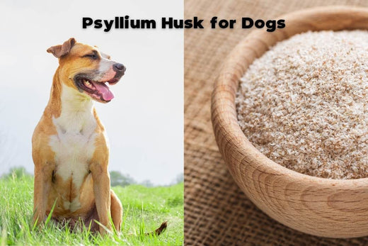 Psyllium Husk for Dogs