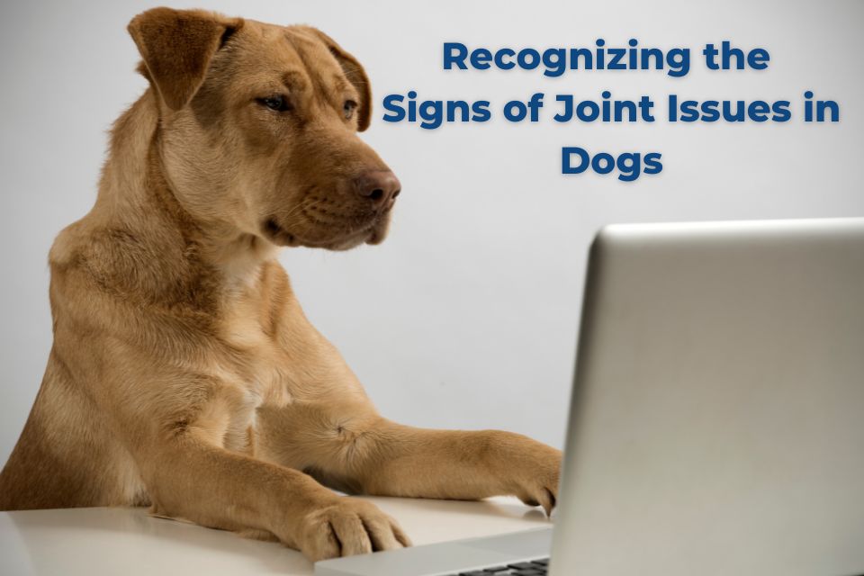 <b>Recognizing the Signs of Joint Issues in Dogs</b>
