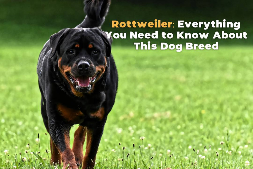 Rottweiler History, Characteristics, Temperament & Care Tips