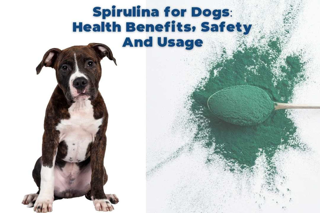 Spirulina for Dogs