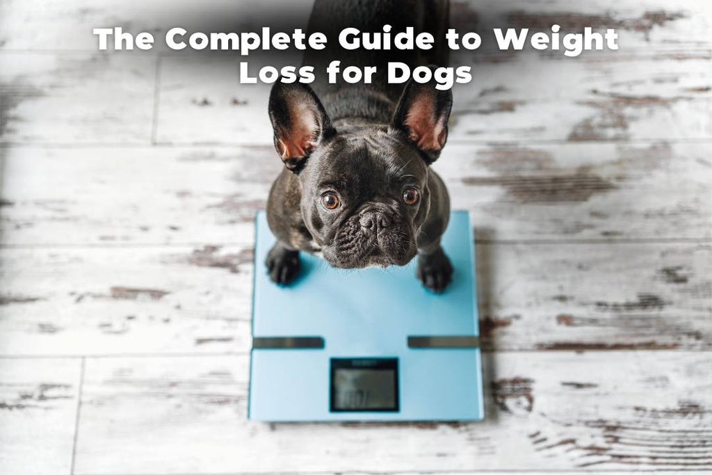 dog weight loss 