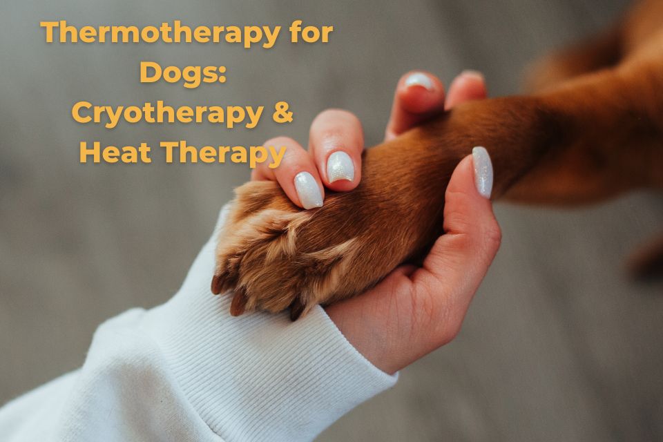 Thermotherapy for Dogs: Cryotherapy and Heat Therapy Guide