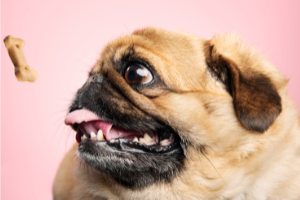 Top 10 Diseases of Obese Dogs