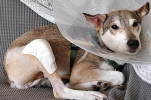 Torn Cruciate Ligament in Dogs