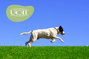 UC-II collagen supplement in dogs