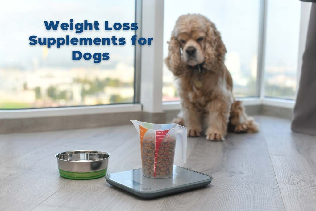 Weight Loss Supplements for Dogs