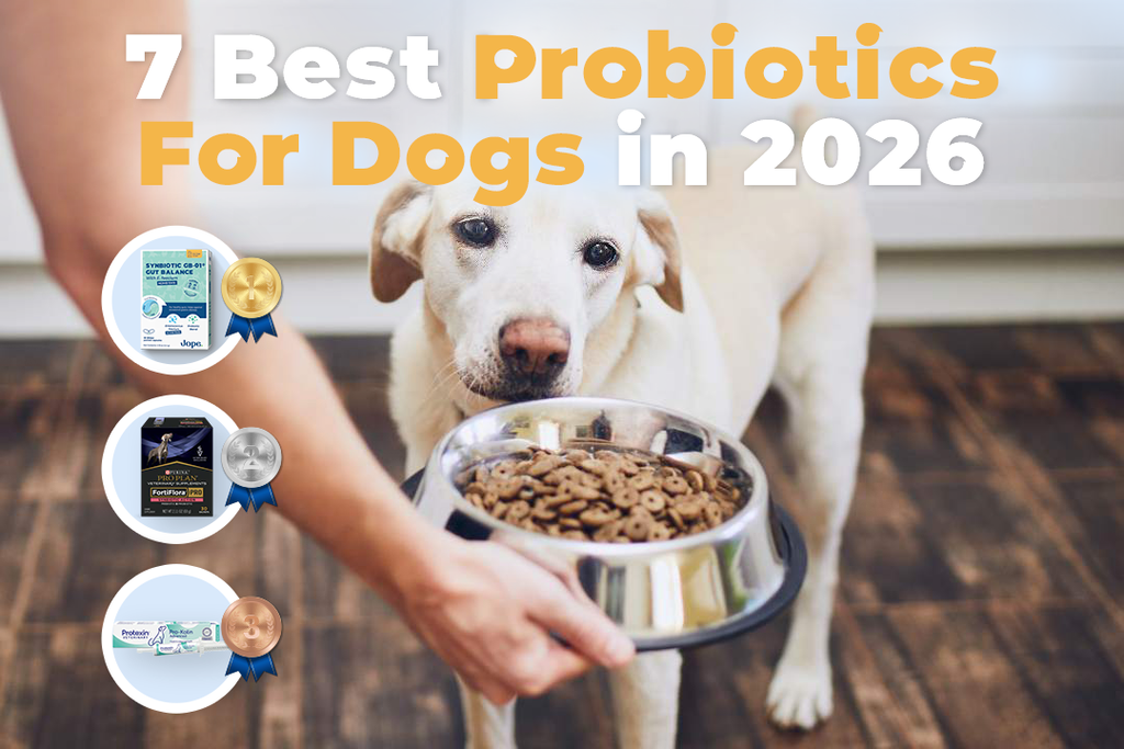 Best Probiotic For Dogs in 2026