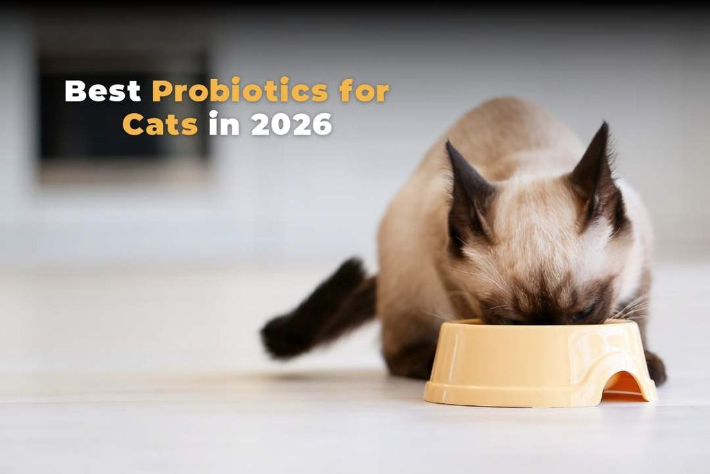 <b>Best Probiotics for Cats in 2026: A Vet's Evidence-Based Guide<b/>