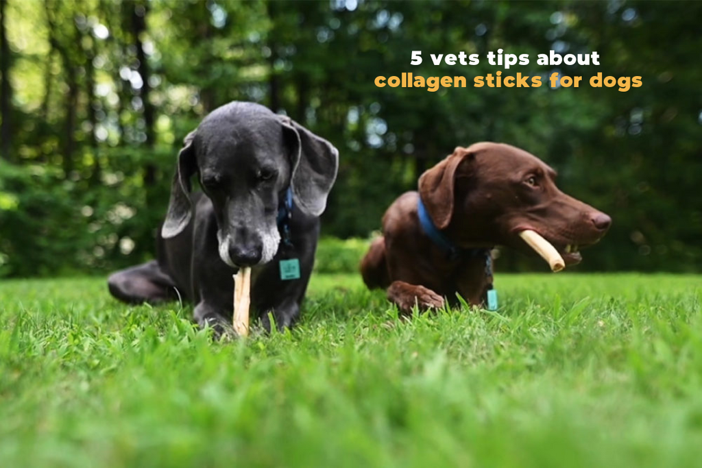 5 Vet Tips About Collagen Sticks for Dogs