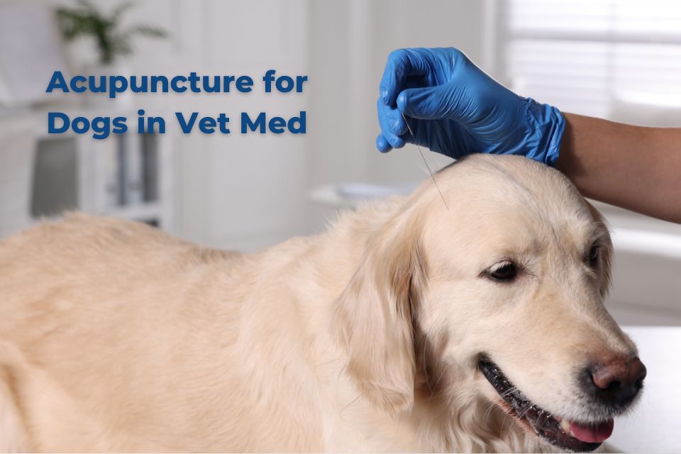 <b>Acupuncture for Dogs in Vet Med</b>