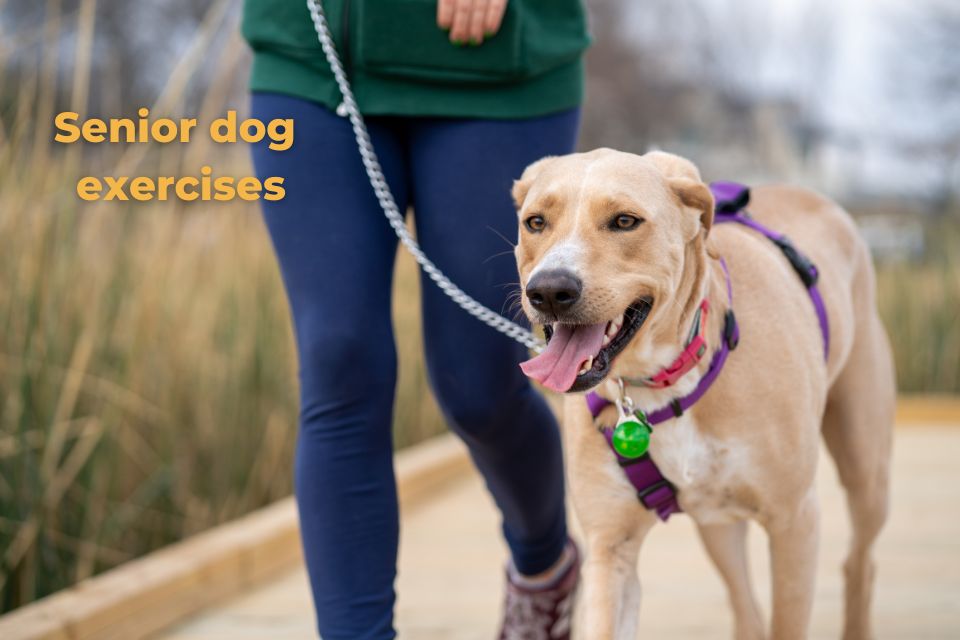 Senior dog exercises, adapting exercises for old dogs