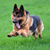 You want to <strong>maintain</strong> your pup's healthy weight