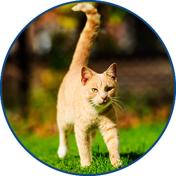 Proactive Gut Support