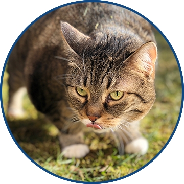 Eating Something They Shouldn’t