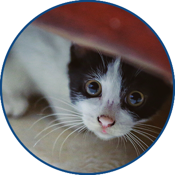 Stress (Travel, Kenneling, etc.)