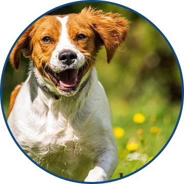 Proactive Gut Support