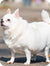 Your pup already has a few <strong>extra pounds</strong> and needs support