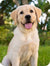 Your pup's breed is <strong>prone to overweight</strong>