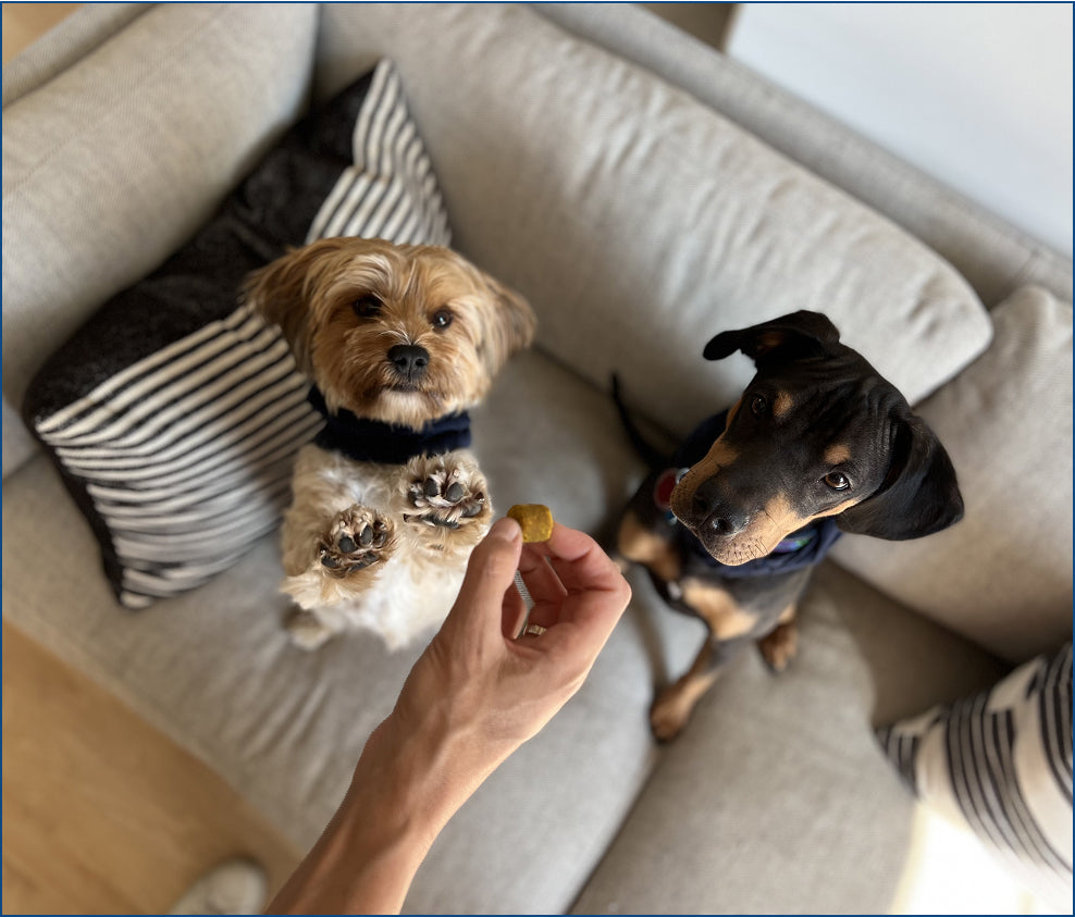 Dogs and cats of any size