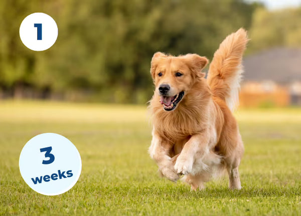 Healthier joints with patented collagen.