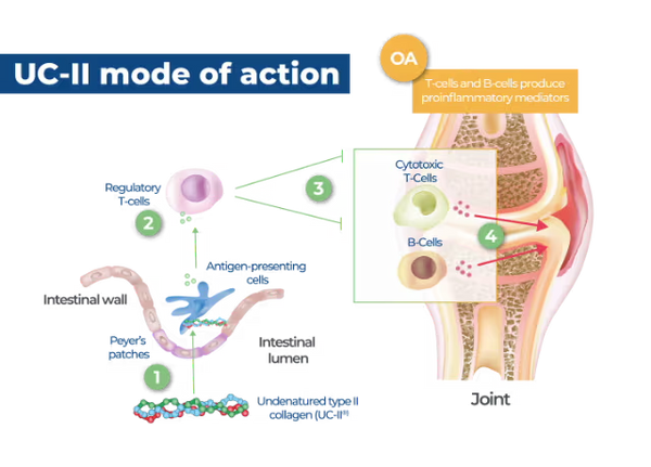 Unique joint heath-promoting properties